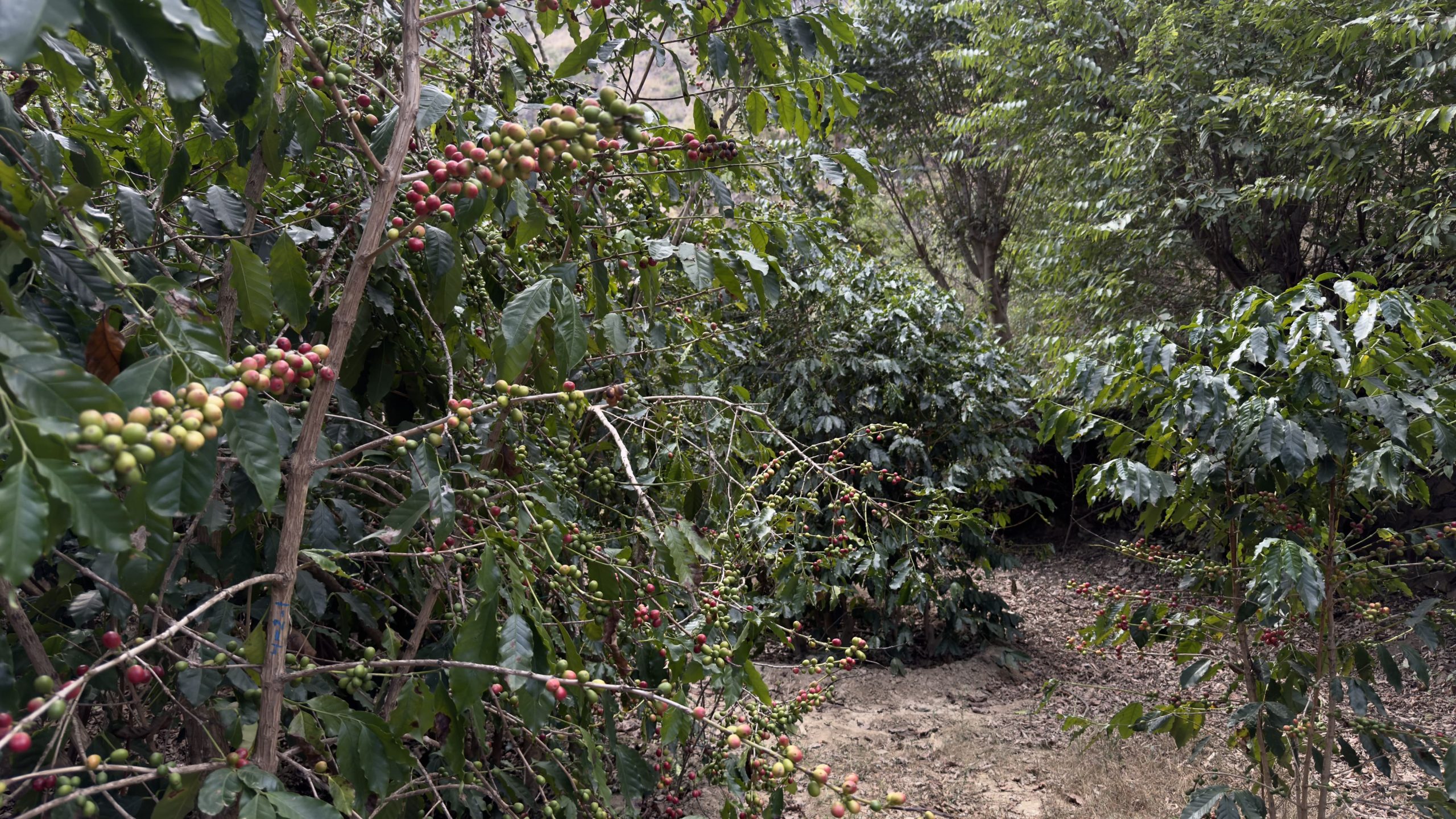 زراعة البن في رجال ألمع.. مهنة عريقة ورافد اقتصادي واعد.. صور