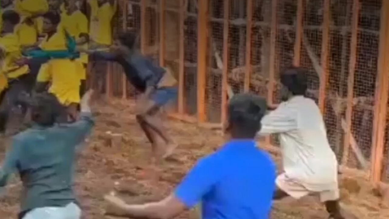 مقتل 7 واصابة 400 شخص في مصارعة للثيران بالهند ..فيديو