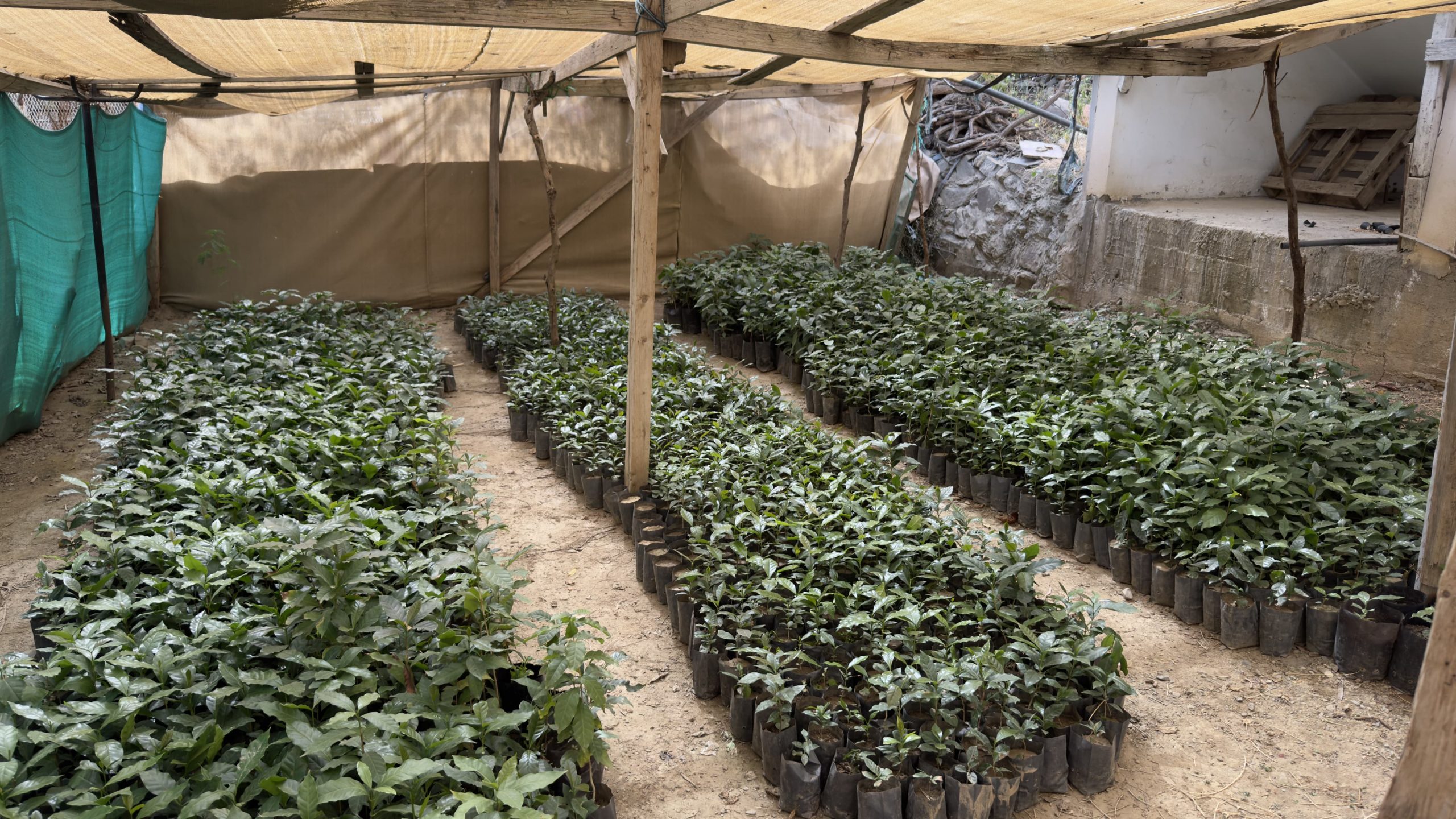 زراعة البن في رجال ألمع.. مهنة عريقة ورافد اقتصادي واعد.. صور