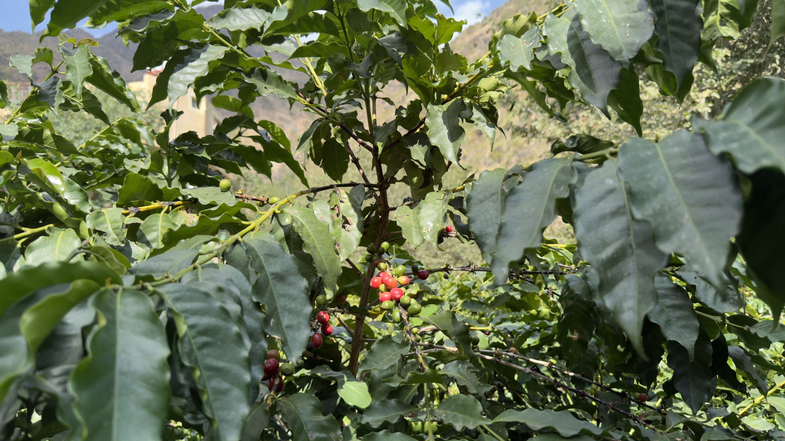 زراعة البن في رجال ألمع.. مهنة عريقة ورافد اقتصادي واعد.. صور