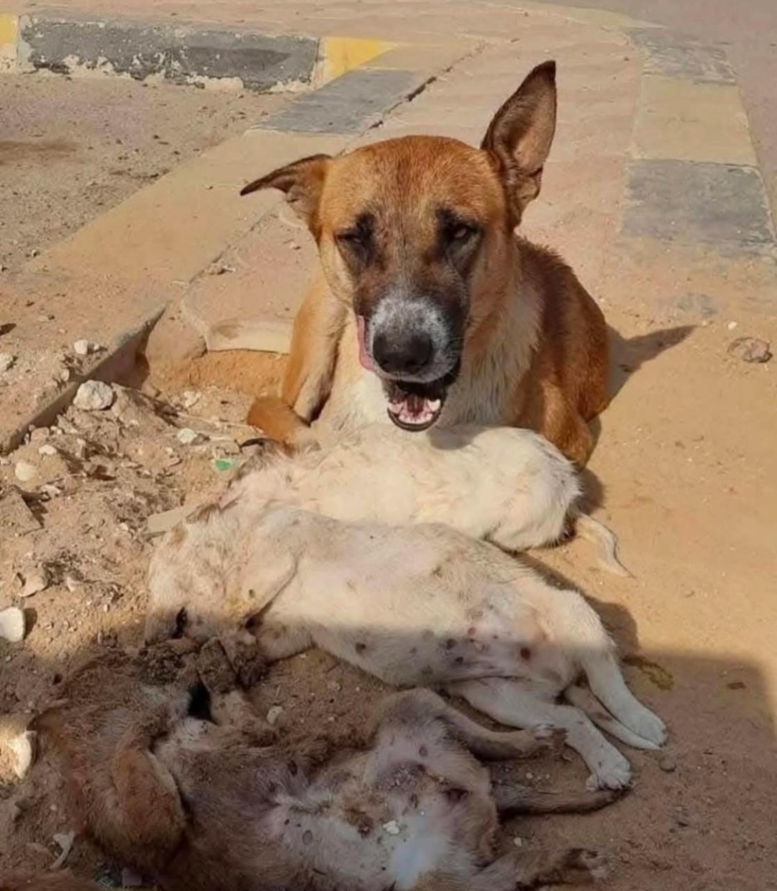 نرمين الفقي تضع مكافأة مالية للعثور على شخص قتل مجموعة كلاب .. صورة