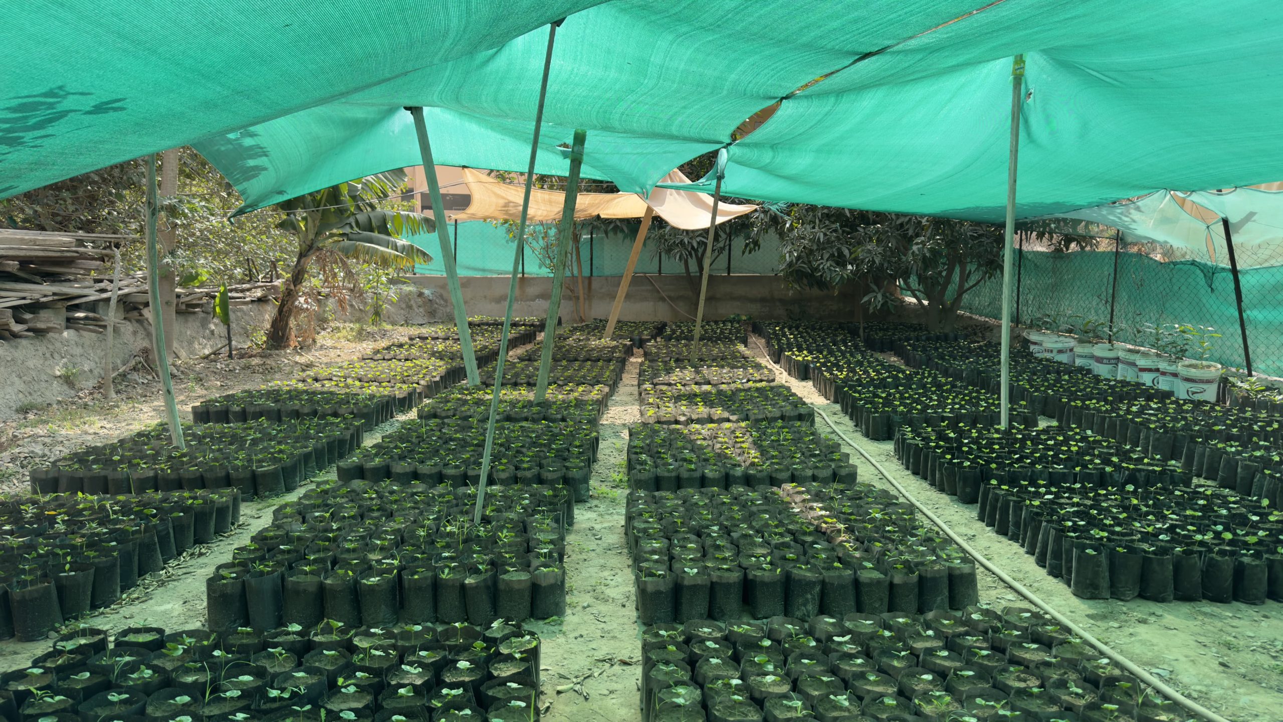 زراعة البُن في رجال ألمع.. مهنة عريقة ورافد اقتصادي واعد.. صور