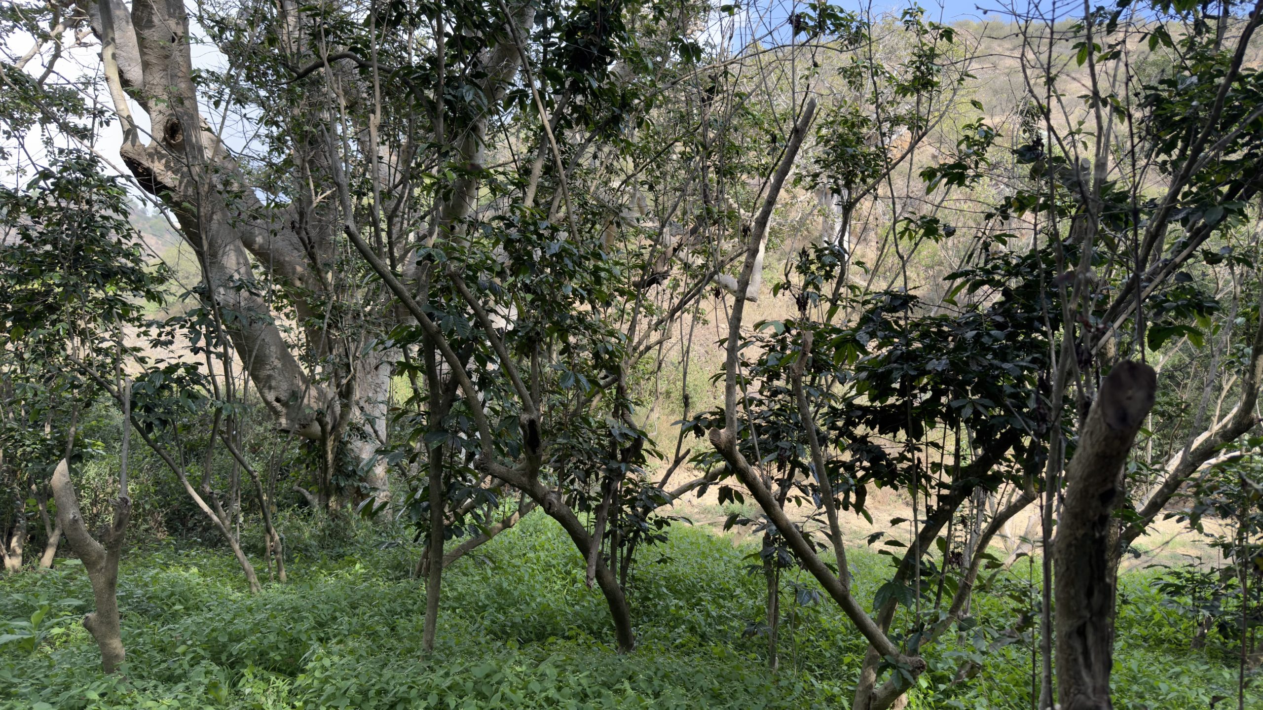 زراعة البن في رجال ألمع.. مهنة عريقة ورافد اقتصادي واعد.. صور