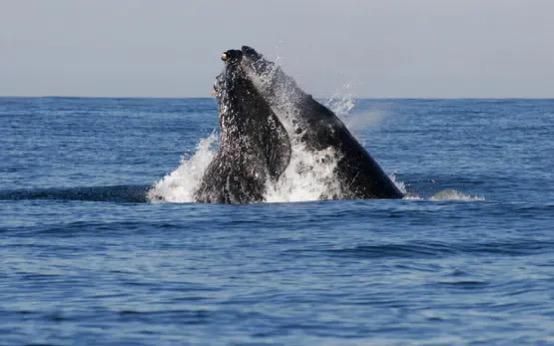 حوت ينقض على قارب بأكملة ويبتلع شابا .. فيديو