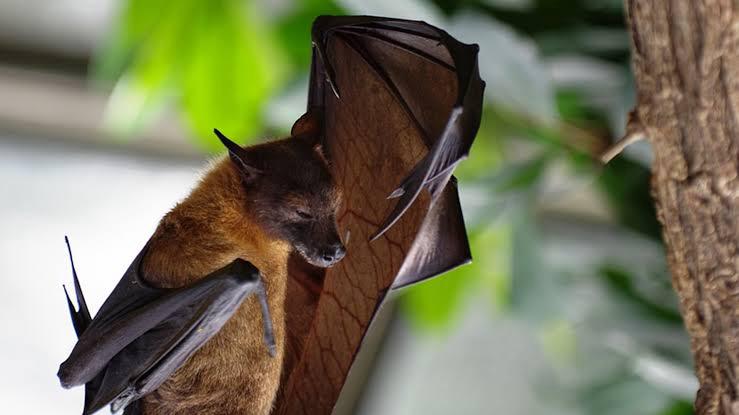 استشاري: الفيروس التاجي المكتشف في الخفافيش ليس حديثا