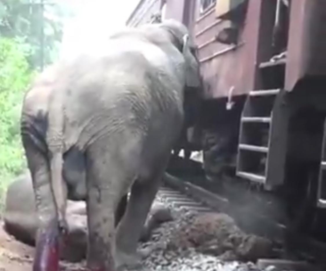 نفوق 6 أفيال بطريقة مروعة في حادث قطار .. فيديو