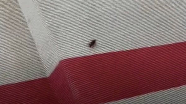  لقطات لصرصور على السجادة الحمراء لحفل الجرامي تثير الجدل