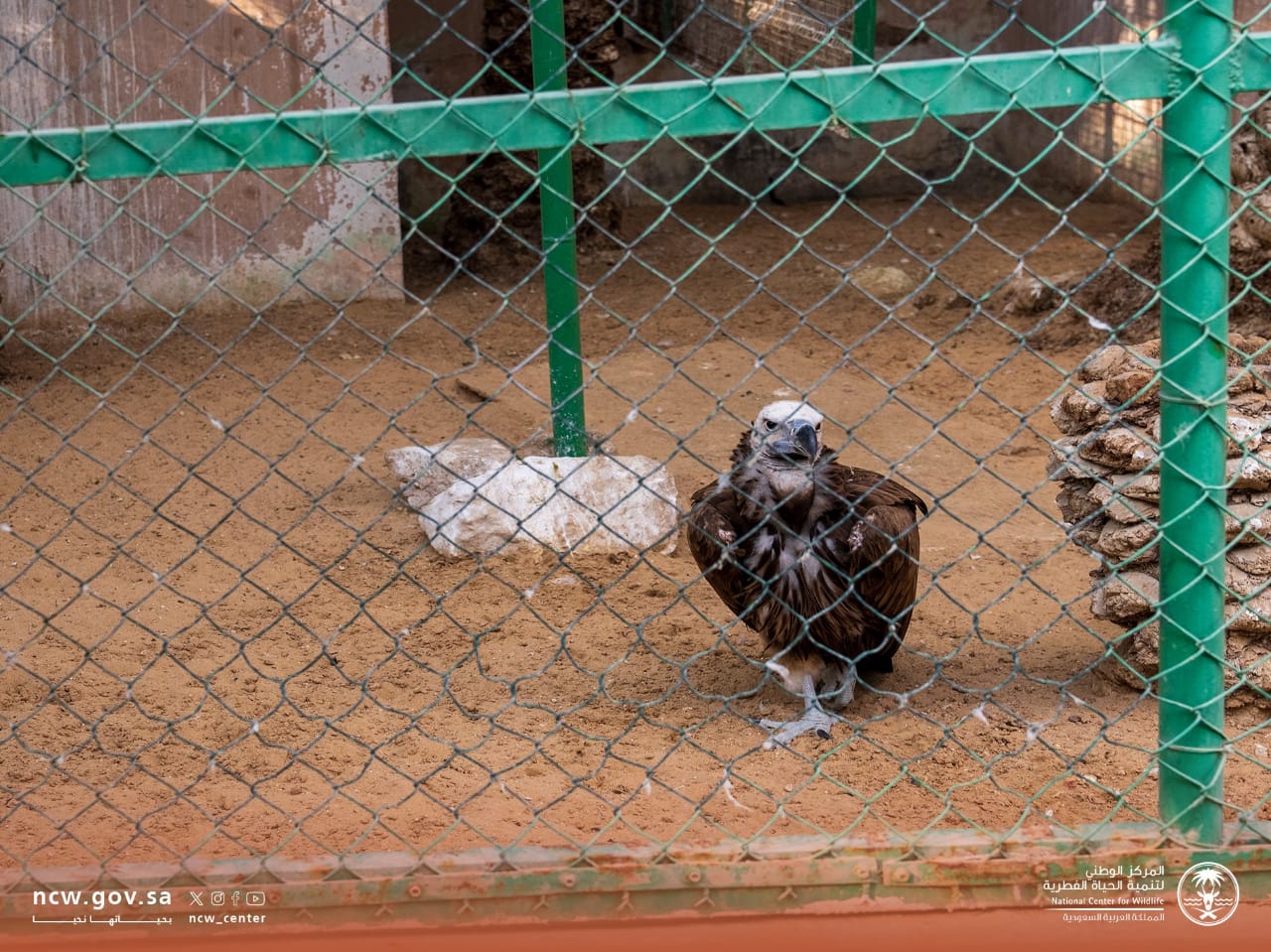نقل 15 كائنا فطريا غير مرخص من موقع يمارس نشاط حدائق الحيوان
