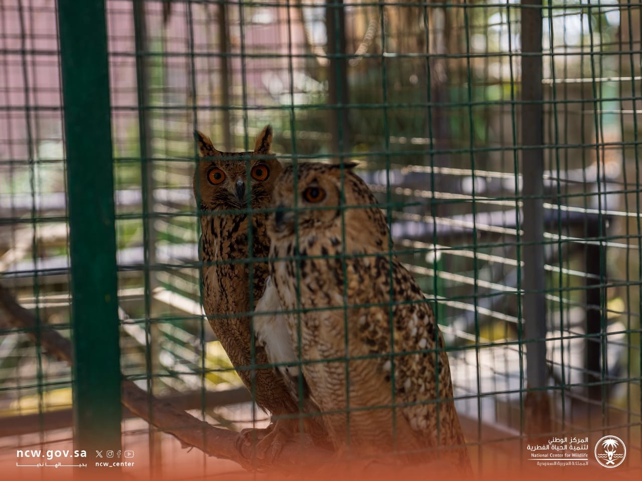 نقل 15 كائنا فطريا غير مرخص من موقع يمارس نشاط حدائق الحيوان