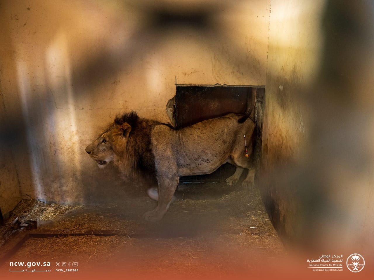 نقل 15 كائنا فطريا غير مرخص من موقع يمارس نشاط حدائق الحيوان