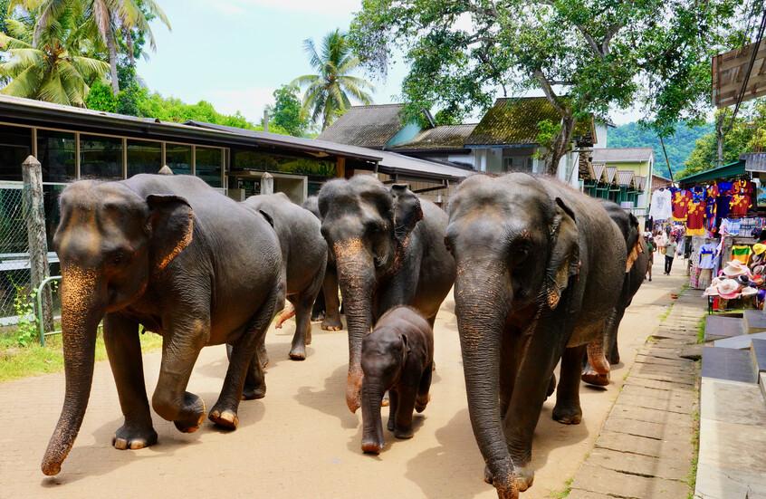 نفوق 6 أفيال بطريقة مروعة في حادث قطار .. فيديو