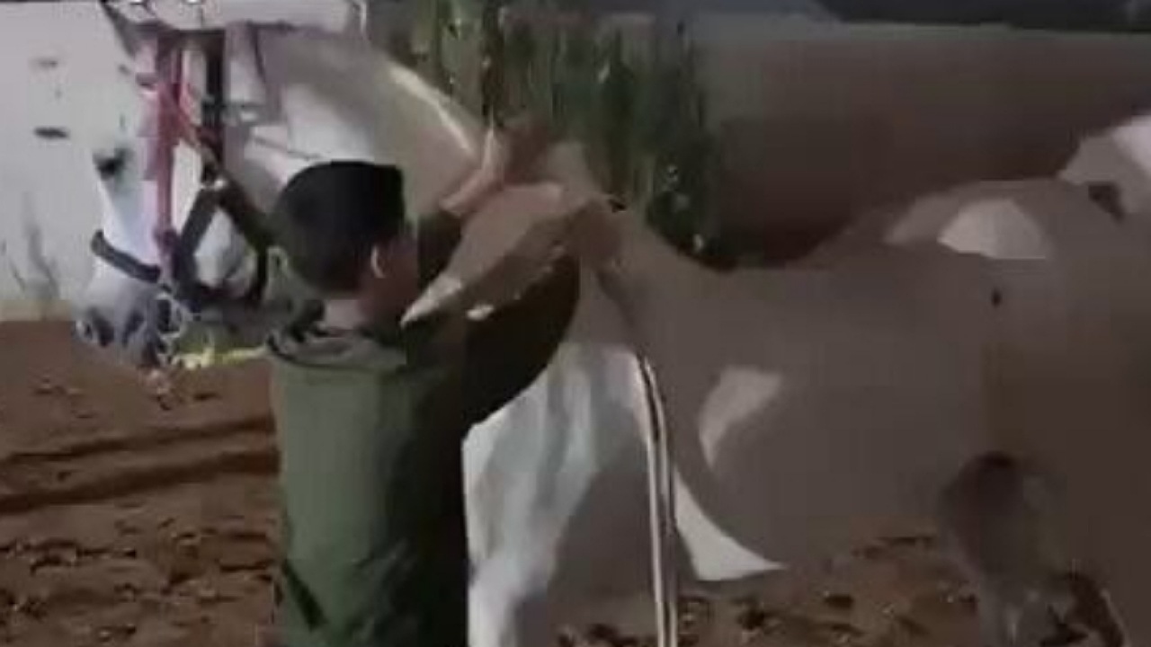 أب يوثق مهارة ابنه في ركوب الخيل ..فيديو