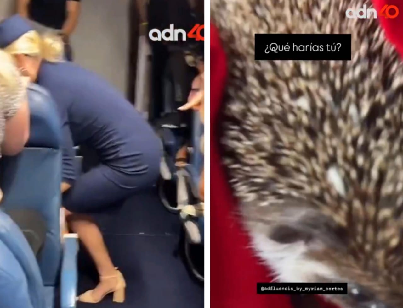 قنفذ صغير يسبب حالة من الهلع بين الركاب داخل طائرة .. فيديو