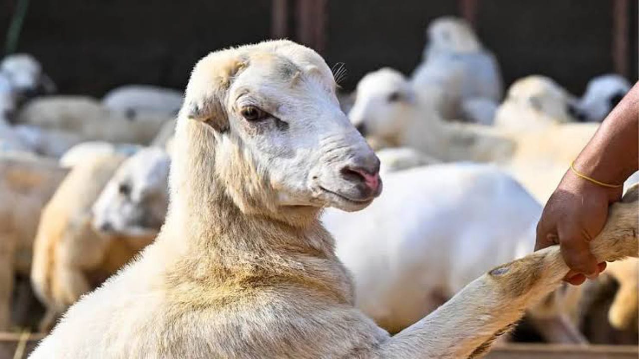 تنظيم بيع المواشي بالوزن: معايير جديدة لضمان الشفافية والعدالة .. فيديو