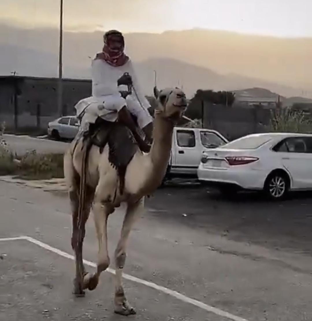 طالب يلفت الأنظار بحضوره إلى المدرسة على ناقة احتفالا بيوم التأسيس .. فيديو