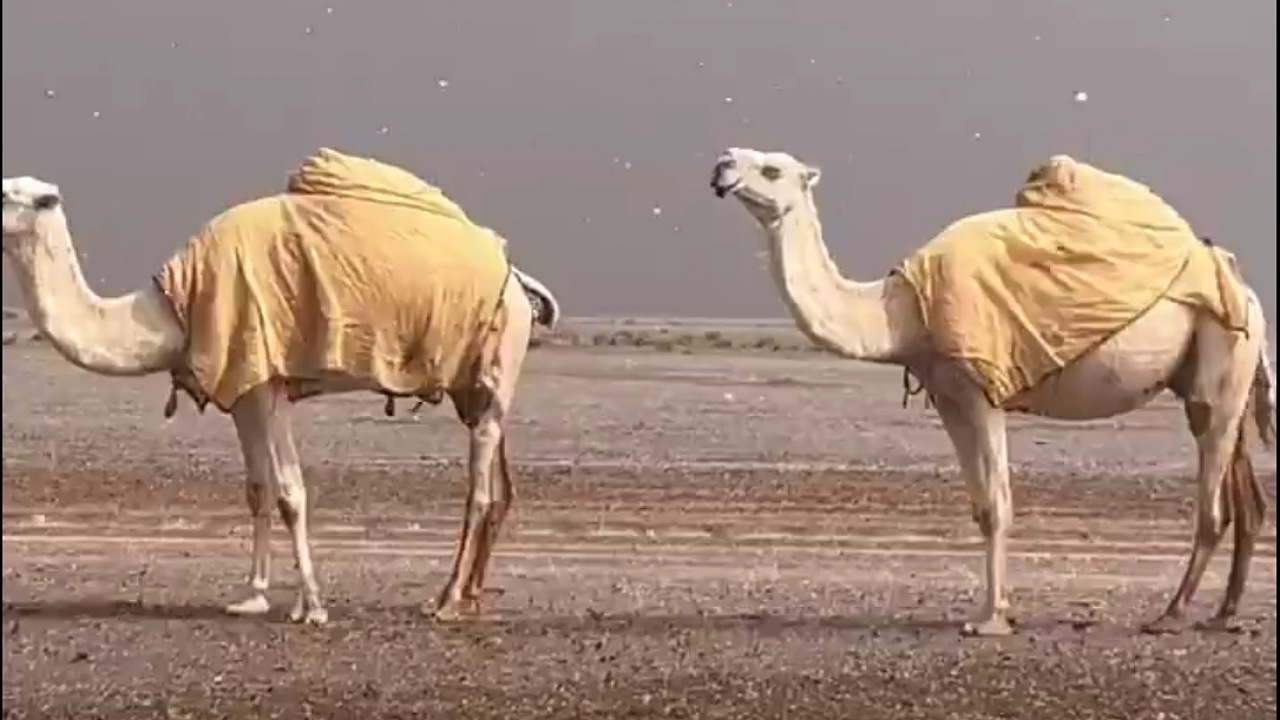 مشهد بديع لتساقط أمطار القوز جنوب شرق الحناكية .. فيديو
