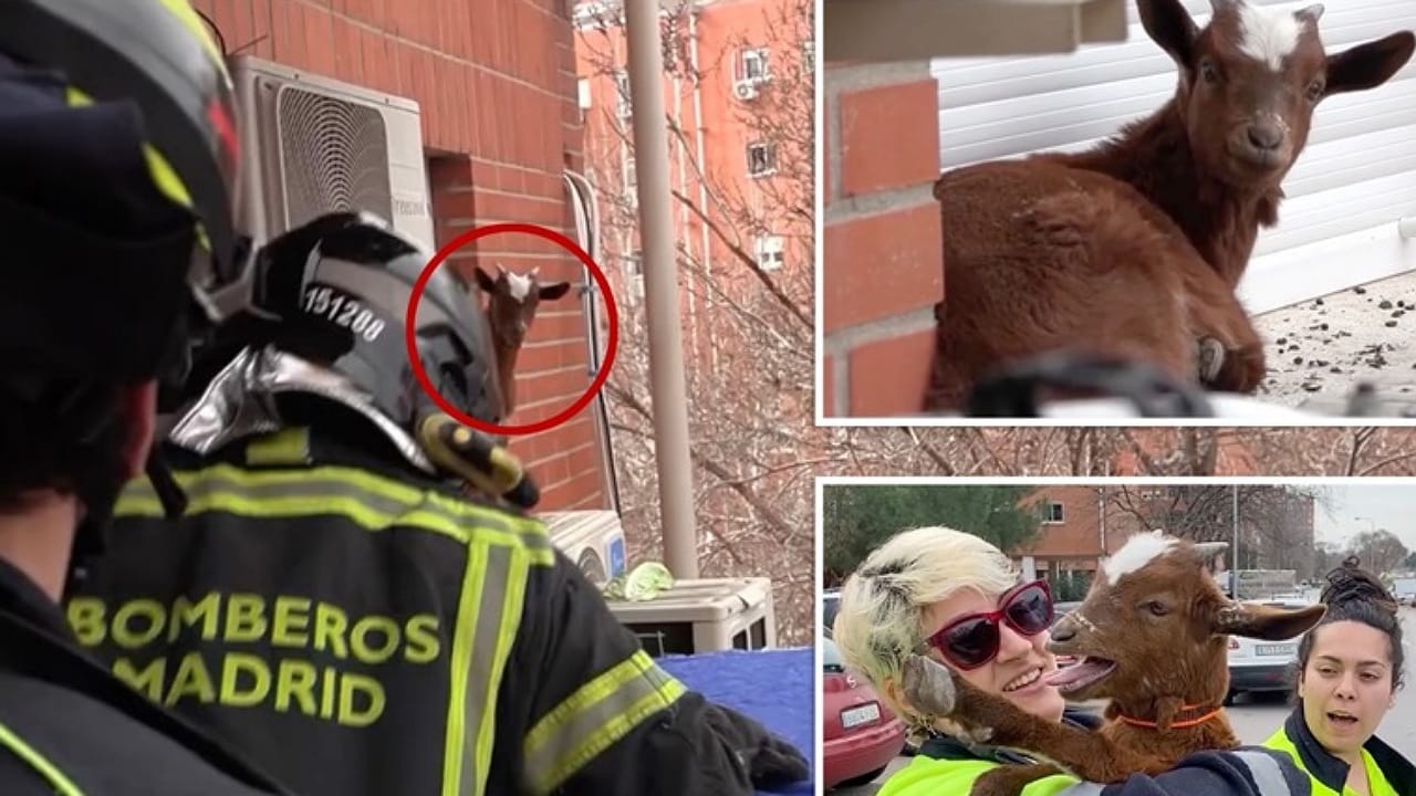 مشهد إنقاذ ماعز عالقة في الطابق الخامس يشعل مواقع التواصل.. فيديو