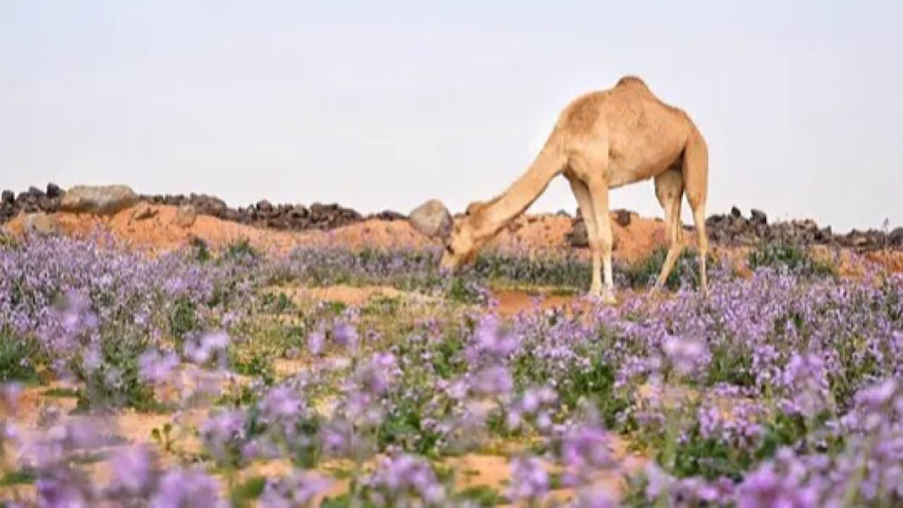 المسند: بقي على الحميمين والربيع 10 أيام