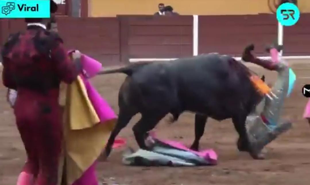 مشهد مروع لثور يطيح بمدربه ويصيبه بجروح خطيرة .. فيديو