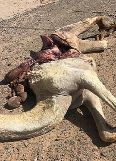 ناقة تتسبب في وقوع حادث مروري مروع على طريق القويعية