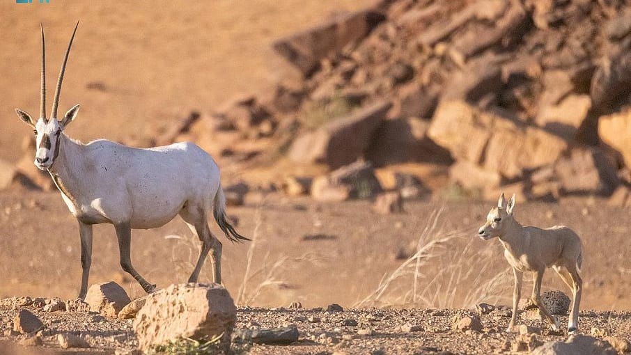 توثيق ولادة المها العربي في القصيم