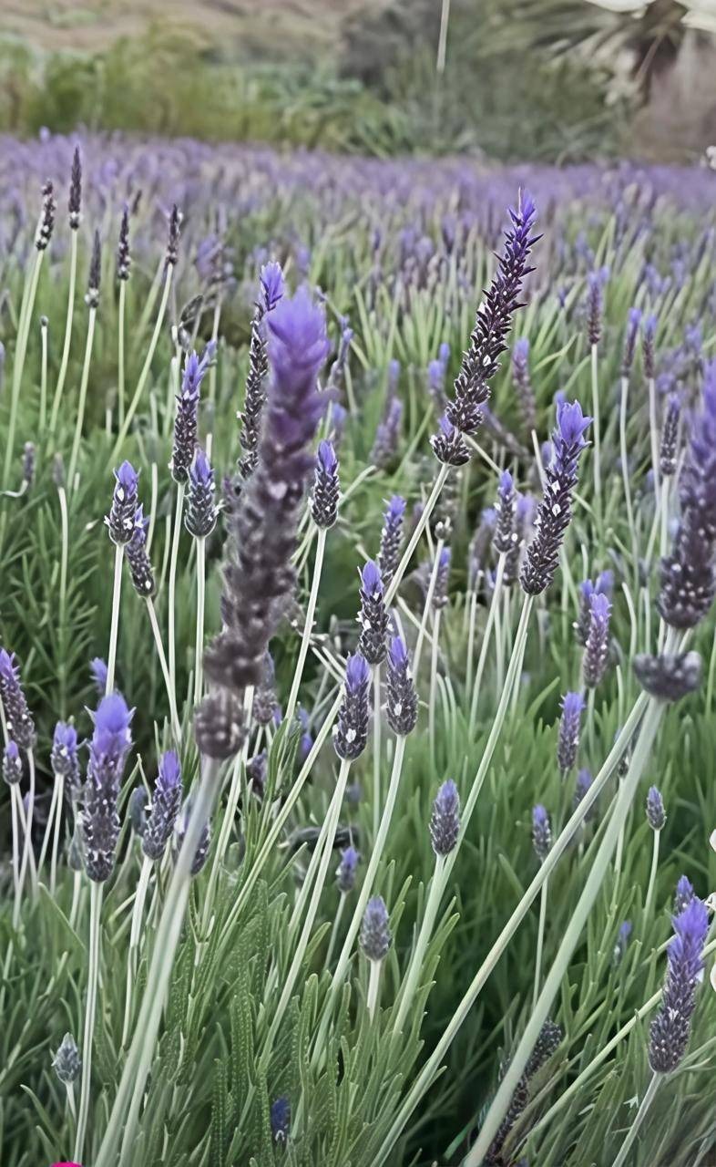 مواطن بالطائف يحول اللافندر لوجهة سياحية باستخدامات متعددة