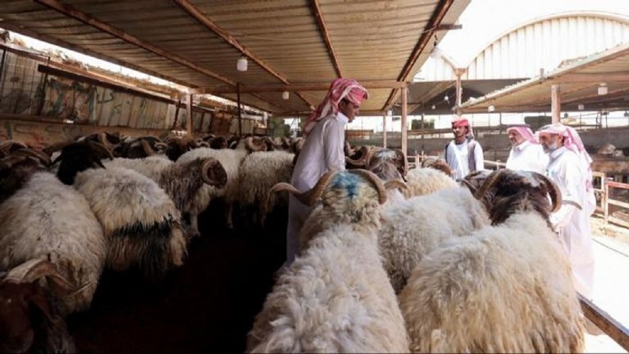 تباين أسعار الهدي في حج 1446 هـ