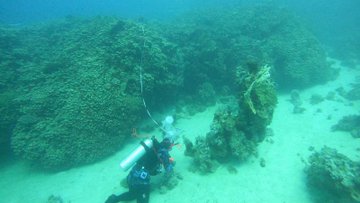 اكتشاف مستعمرة مرجانية ضخمة من نوع بافونا بوجهة أمالا .. صور