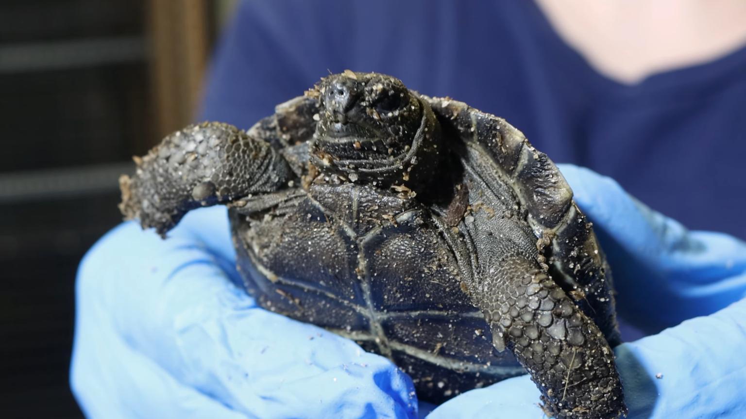 سلحفاة غالاباغوس عملاقة تحقق أول ولادة ناجحة منذ 150 عاما .. صور