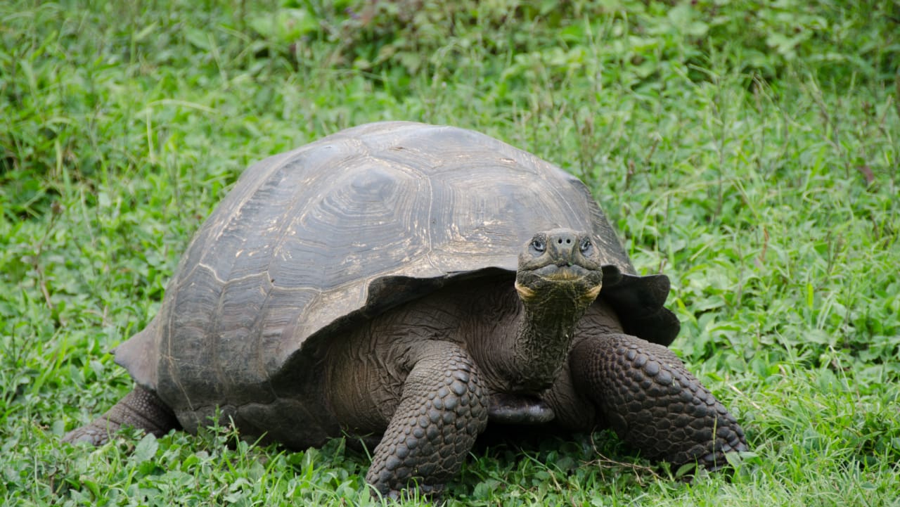 سلحفاة غالاباغوس عملاقة تحقق أول ولادة ناجحة منذ 150 عاما .. صور