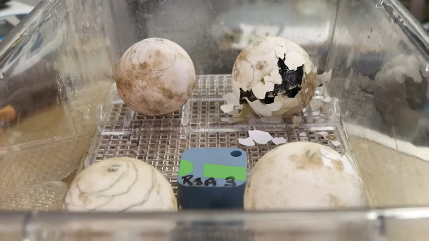 سلحفاة غالاباغوس عملاقة تحقق أول ولادة ناجحة منذ 150 عاما .. صور