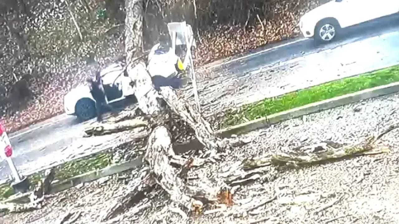 سيدة تنجو بأعجوبة بعد سقوط شجرة ضخمة على سيارتها .. فيديو