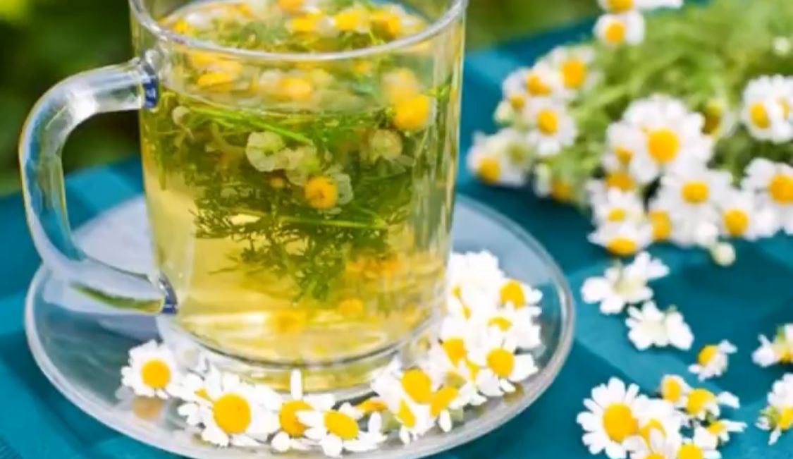 الحداد: البابونج يعالج الإكزيما والأرق والتوتر .. فيديو