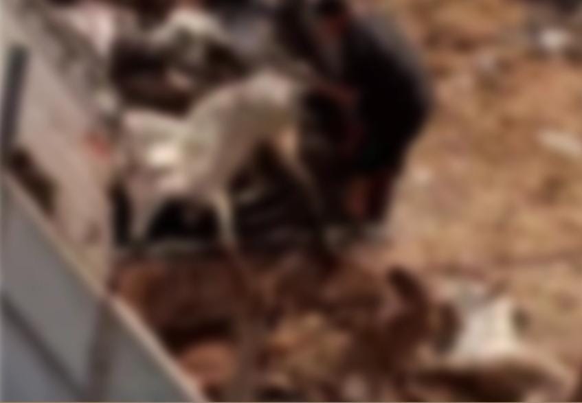 فيديو صادم لذبح حمير يشعل الغضب في مصر والأمن يتدخل .. فيديو