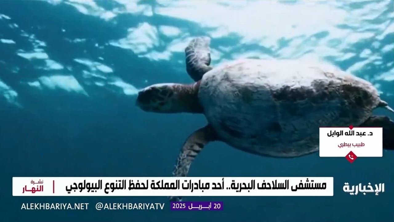 مختص : اختلال توازن السلاحف البحرية يهدد الشعاب المرجانية والتنوع البيولوجي .. فيديو