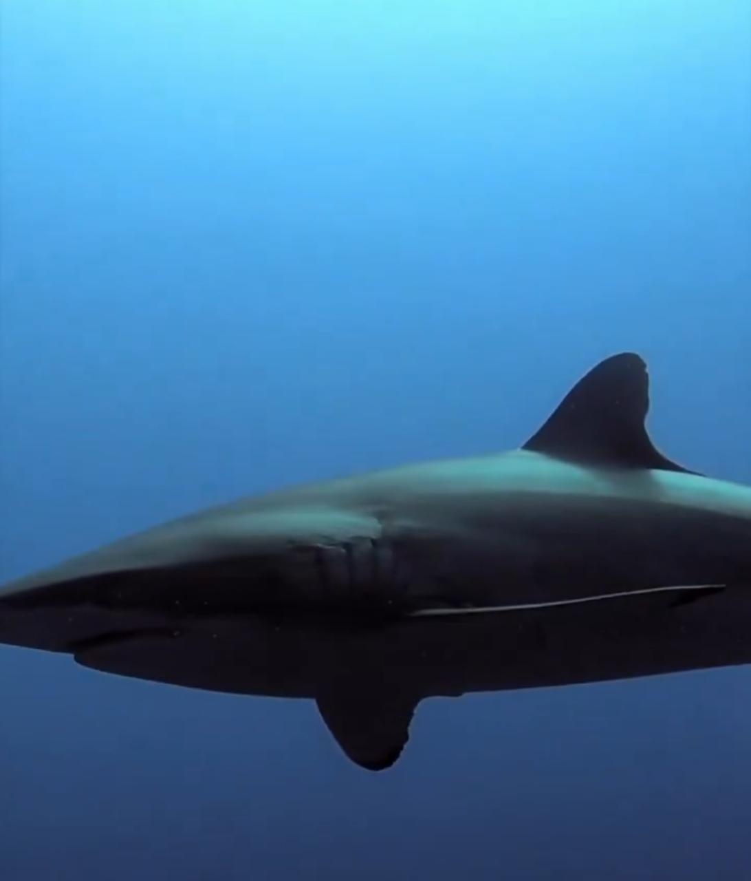 بحار سعودي يخوض مغامرة مع أسماك القرش في البحر الأحمر.. فيديو