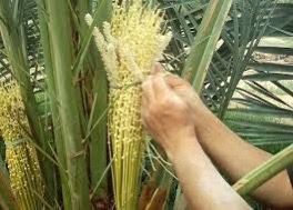 الحصيني: اليوم بداية فصل الربيع وأول أيام الذراعين