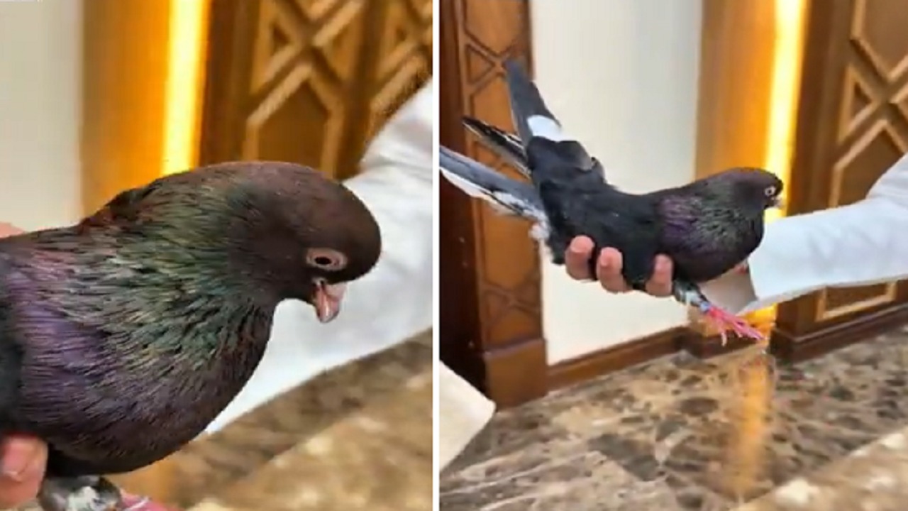 مواطن يتخصص في تربية أنواع نادرة من الحمام القلاب منذ أكثر من 40 عاما.. فيديو
