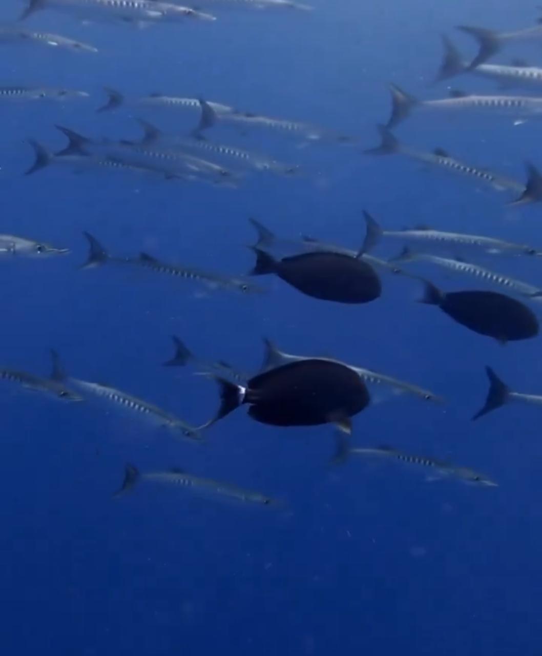 بحار سعودي يخوض مغامرة مع أسماك القرش في البحر الأحمر.. فيديو