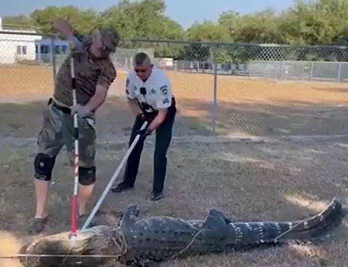 تمساح ضخم يقتحم مدرسة أطفال .. صور