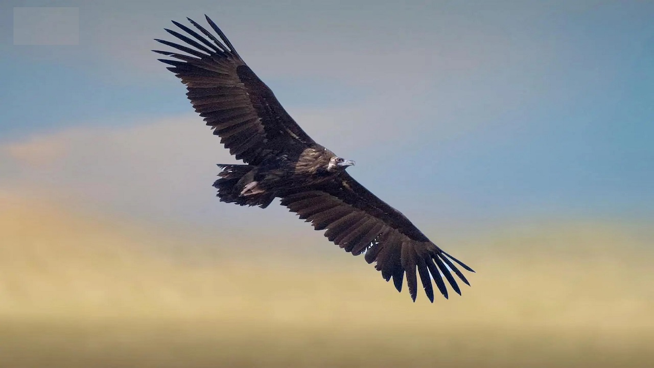 رصد النسر الأسود الأوراسي في محمية الإمام تركي بن عبدالله