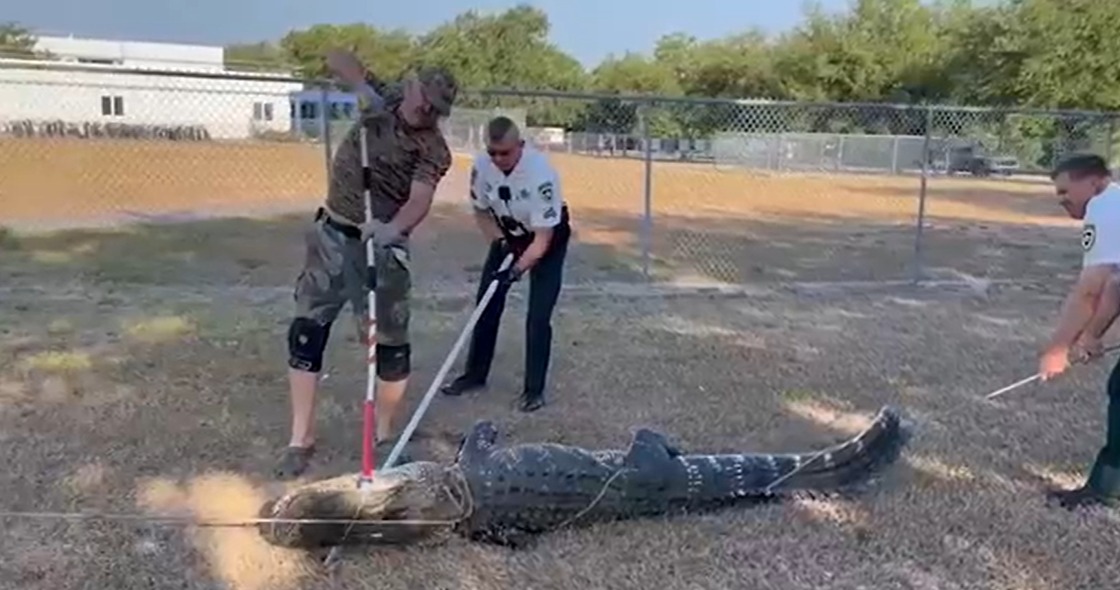 تمساح ضخم يقتحم مدرسة أطفال .. صور