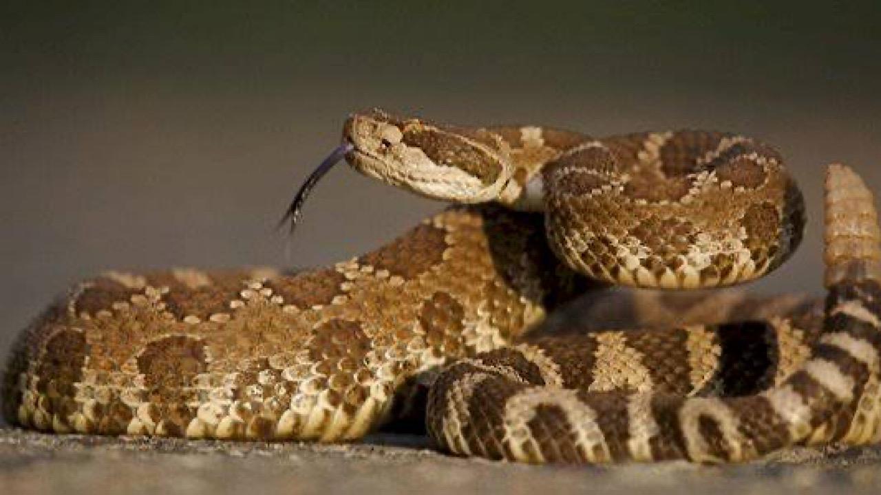 أفعي تثير الذعر داخل مرحاض قطار … فيديو