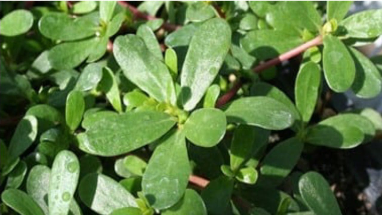 نبتة الرجلة كنز غذائي غني بالفيتامينات والمعادن والأوميجا 3 .. فيديو