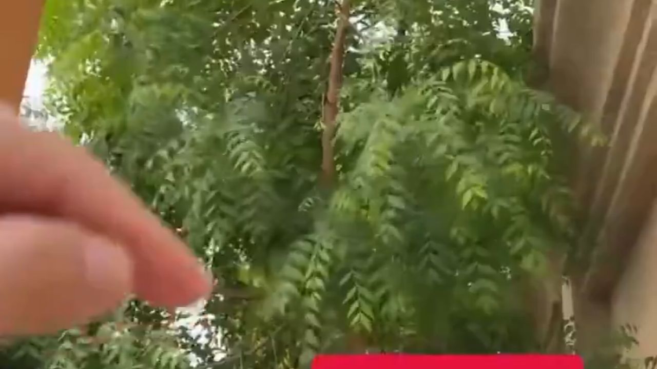 مواطن يوثق فوائد شجرة النيم العديدة .. فيديو