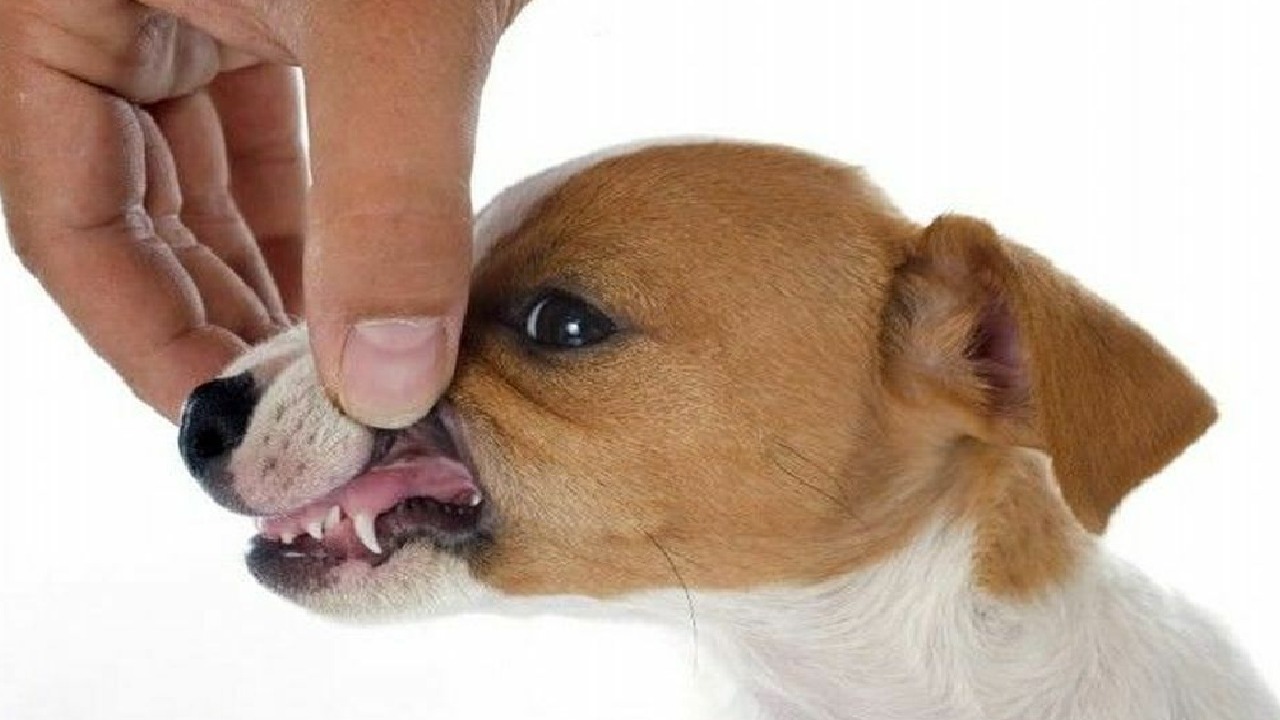 جرو صغير يلتهم وجه رضيعة