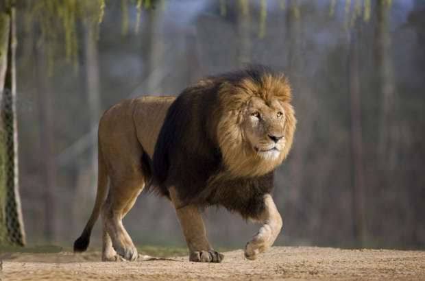 أسد يقتل سائحا بطريقة مروعة