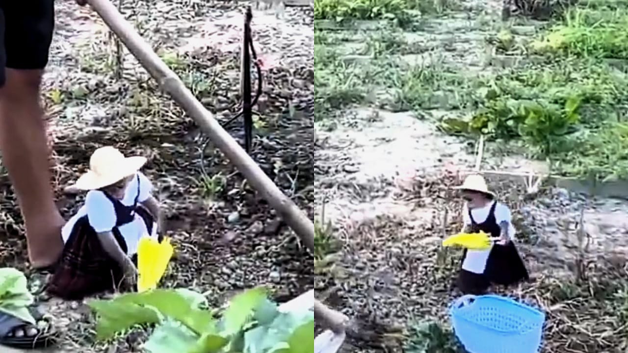 مزارع صيني يحقق شهرة واسعة بفضل قردته الأنيقة ومهاراتها في الحصاد .. فيديو