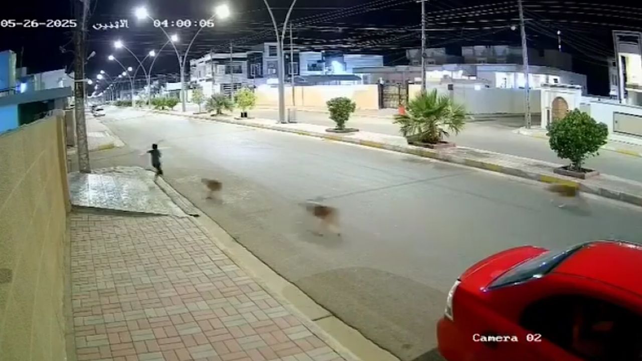 طفل ينقذ نفسه من هجوم الكلاب عن طريق الشهادتين .. فيديو
