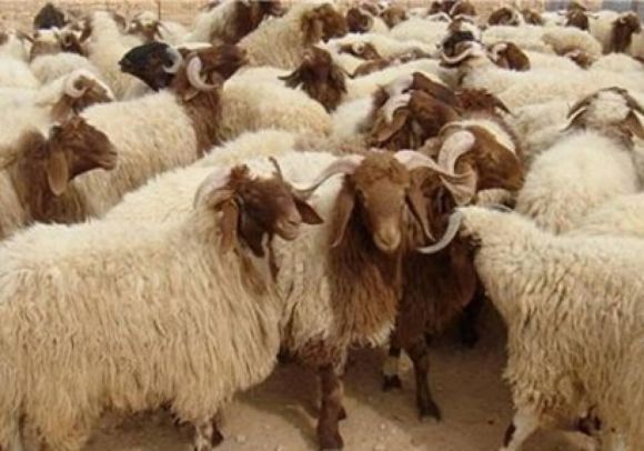 الخروف النعيمي يتصدر قائمة الأكثر ارتفاعا في أسعار الأضاحي بالمملكة
